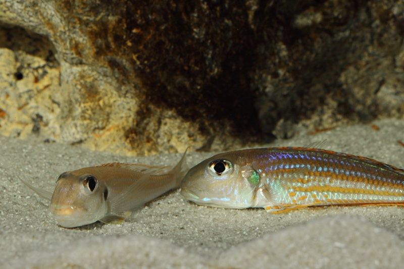 Xenotilapia ochrogenys 'Karilani Island'